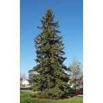 White Spruce